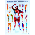 Fizioterápia IX (TRIGGER PONTOK) - poszter